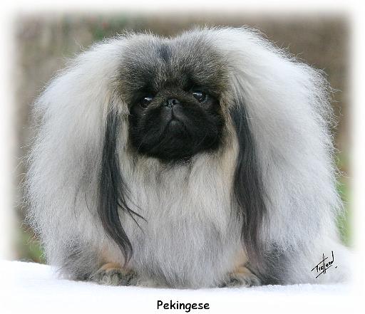 Pekingese 9Y111D-017.jpg